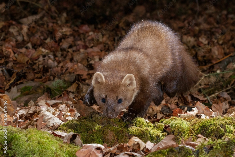 A Pine marten running towards the camera A Pine marten running towards the camera