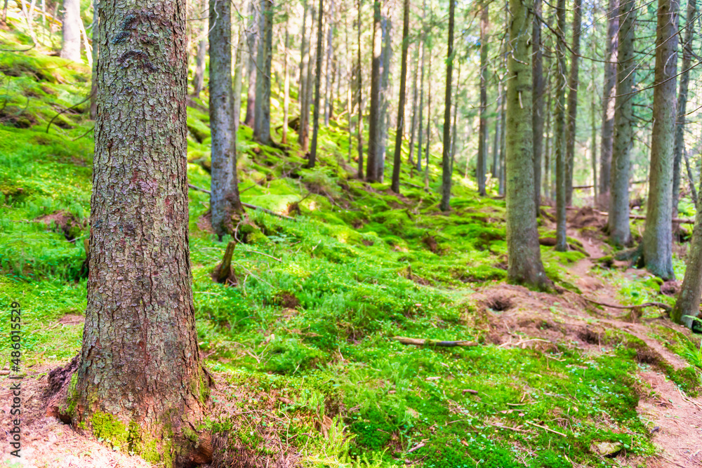 Pine tree with moss in green forest Pine tree with moss in green forest