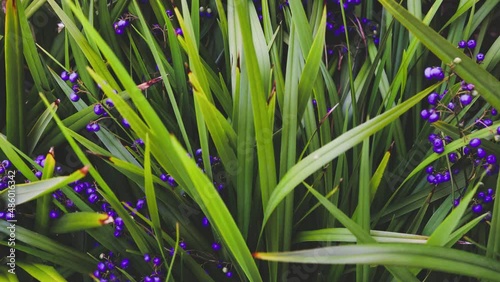 close-up of dianella tasmanica grass also known as flax lily with berries outdoor in sunny backyard photo