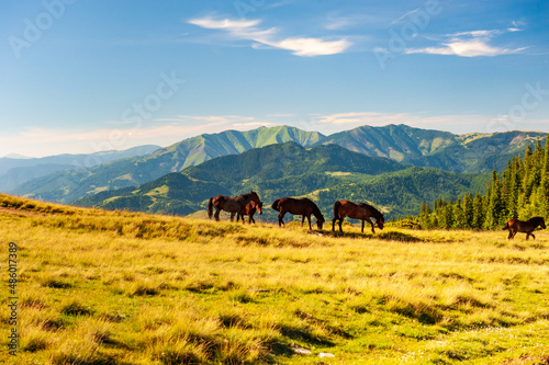Wild horses grazing on grass with veiw of Maramures ridge from Rodna Mountains, Muntii Rodnei National Park, Romania, Romanian Carpathian Mountains, Europe.