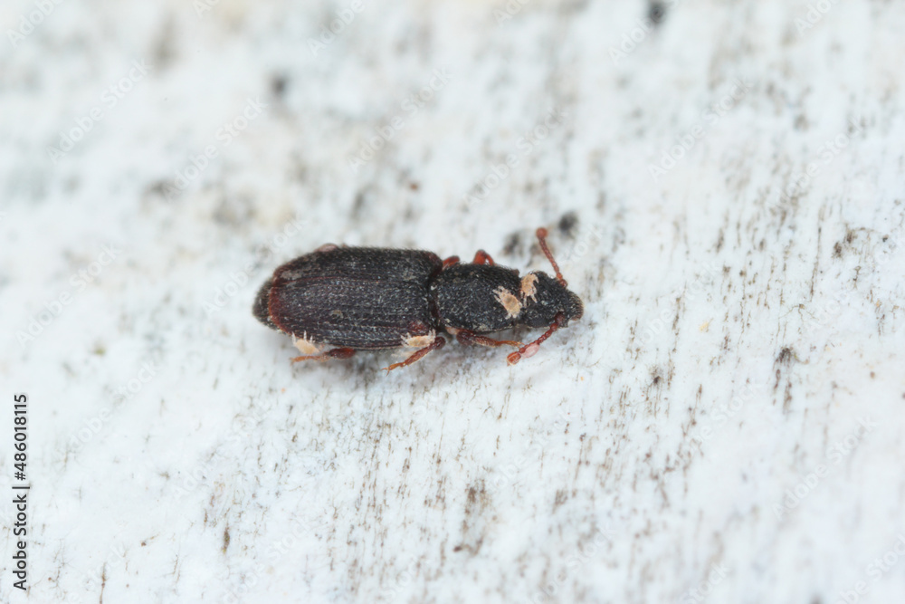 Monotoma longicollis is a species of the family Monotomidae. Sometimes a storage pest. A beetle covered with parasitic mites.