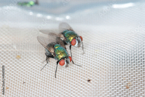 Fly Lucilia caesar common greenbottle blowfly Diptera in close up view while laying eggs. photo