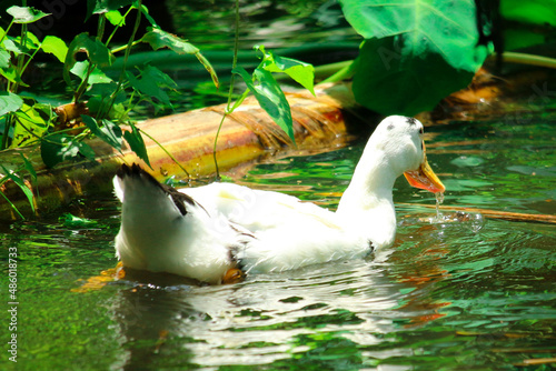 Ducks swimming in a lake in arisal Bangladesh photo
