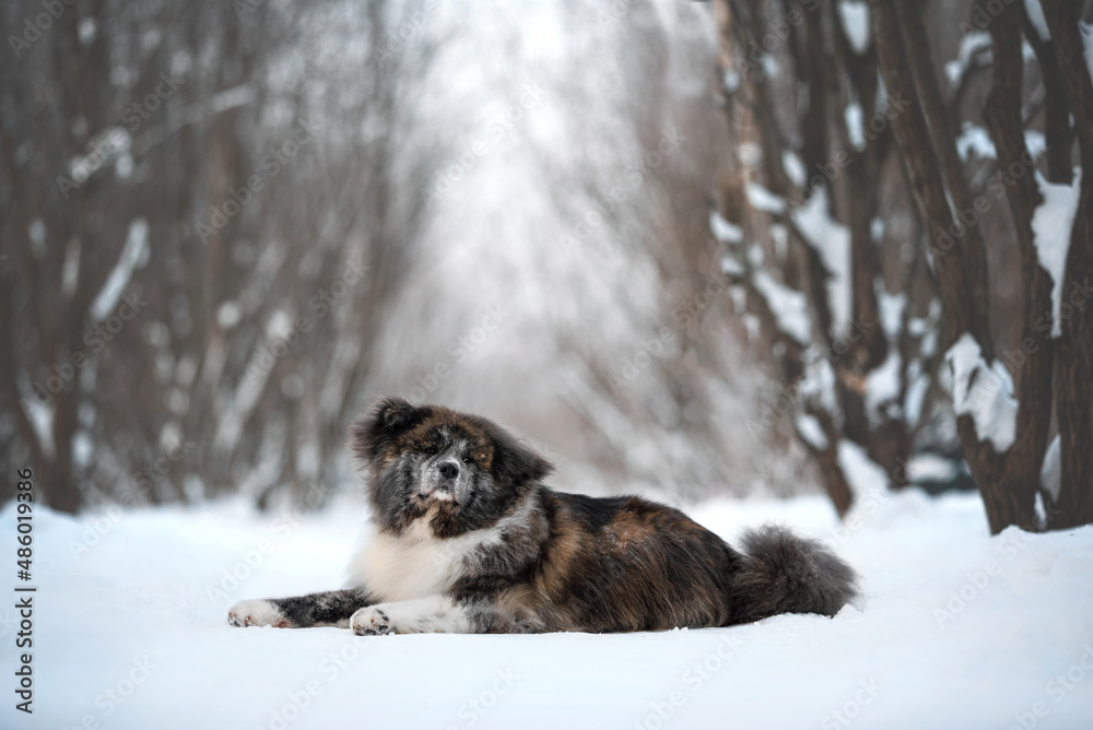 Fluffy Akita inu breed dog portrait walking in winter Fluffy Akita inu breed dog portrait walking in winter