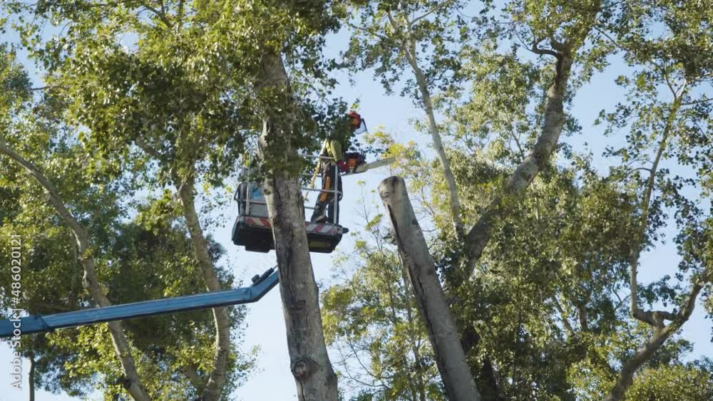 Man at boom lift with chainsaw cutting tree with falling trunk