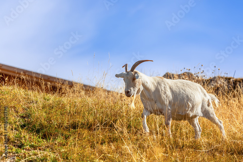 Young white goat in autumn pasture on a beautiful sunny day