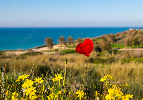 A red poppy flower with yellow mums on the background of the Mediterranean sea in Ashkelon, Israel.