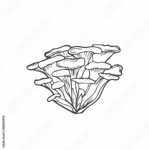 Doodle Maitake mushrooms hand drawn vector sketch, isolated on white