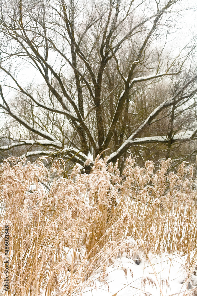 Snow-covered picturesque tree and tall grass in the foreground.