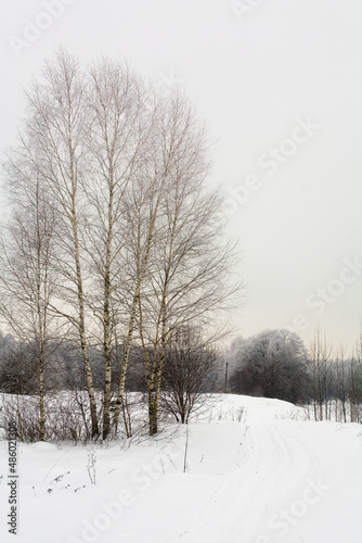 Snowy landscape with birches and footprints in the snow.