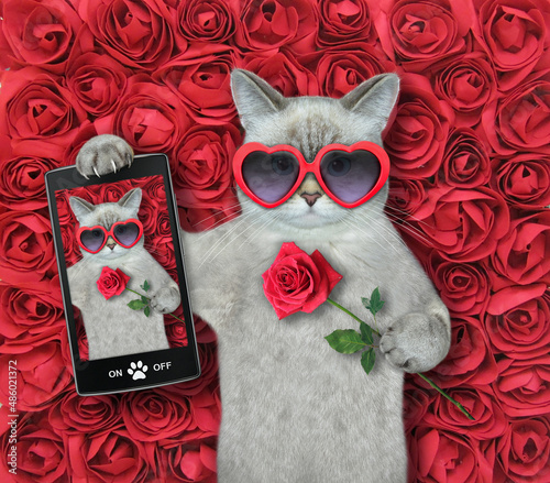 An ashen cat in sunglasses with a red rose makes a selfie. Background of roses.  © iridi66