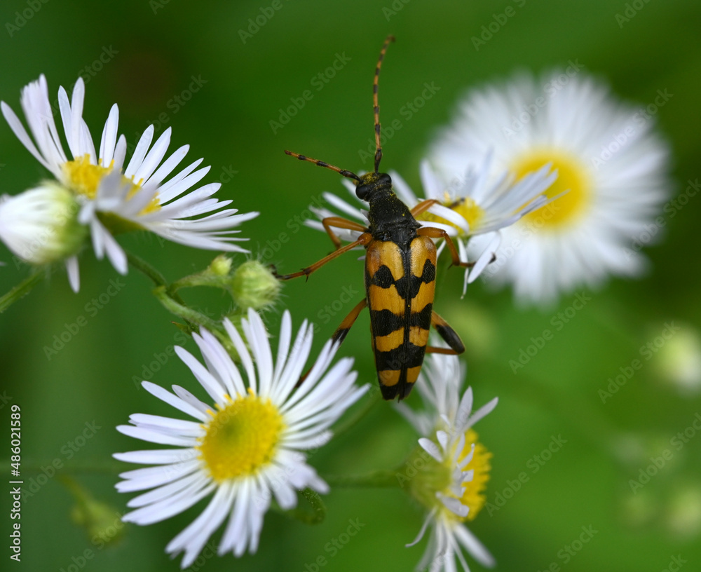 black-and-yellow longhorn beetle