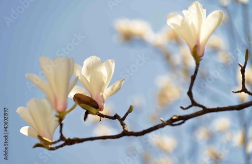 Magnolia flowers in spring