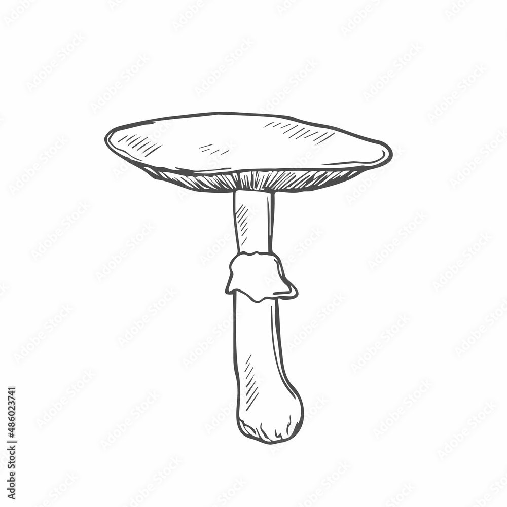 Doodle Wild Agaricus Mushroom. Sketch Hand Drawn Design Vector. Doodle Wild Agaricus Mushroom. Sketch Hand Drawn Design Vector.