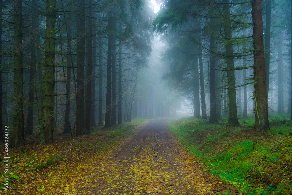 Obraz premium Im Wald bei Nebel