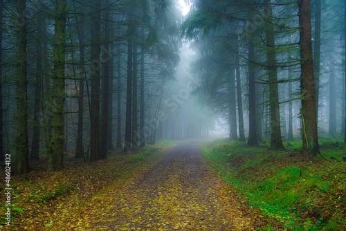 Im Wald bei Nebel
