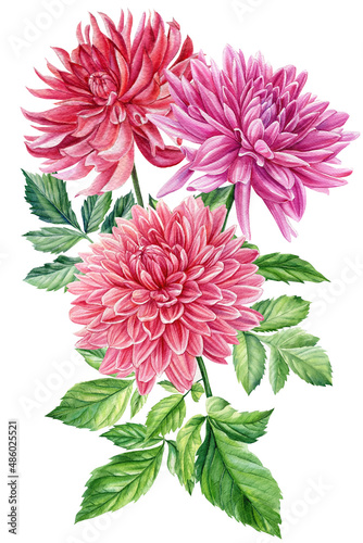 Bouquet of dahlia flowers, watercolor botanical illustration, hand drawn