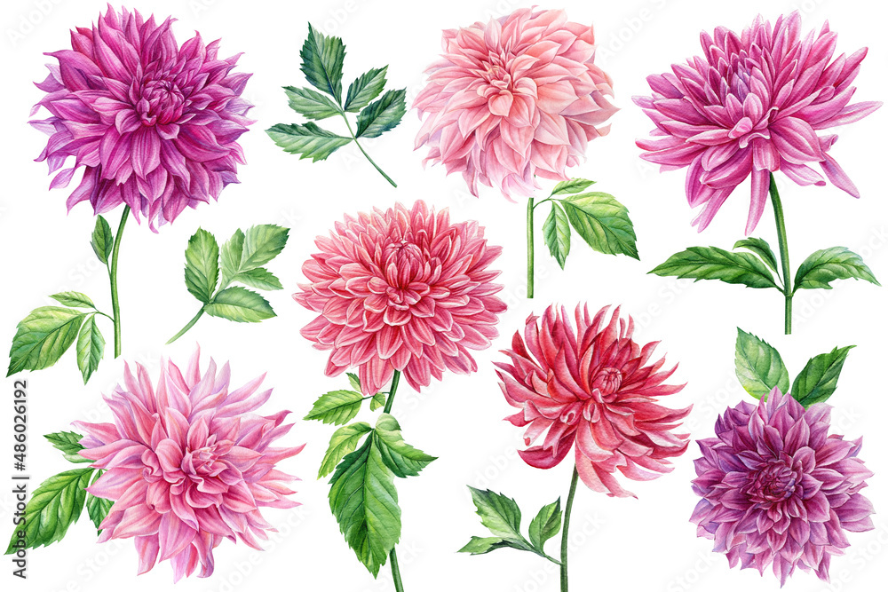 set of dahlia flowers and leaves, watercolor botanical painting - obrazy, fototapety, plakaty 