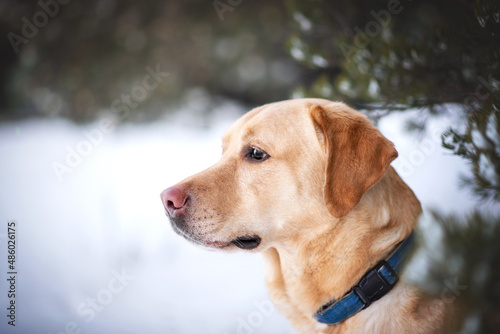 labrador dog playing in winter forrest portrait