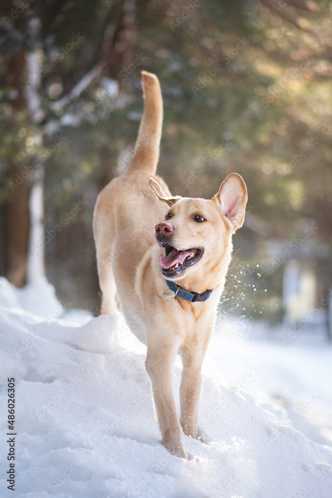 labrador dog playing in winter forrest portrait labrador dog playing in winter forrest portrait