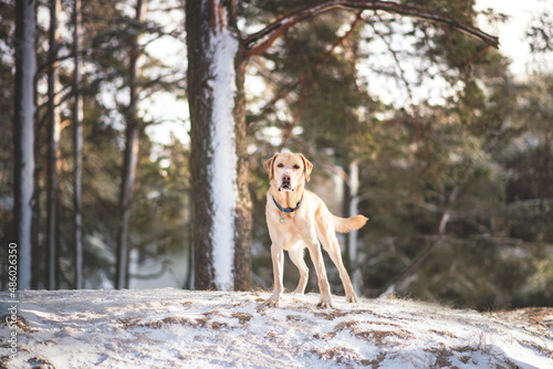 labrador dog playing in winter forrest portrait