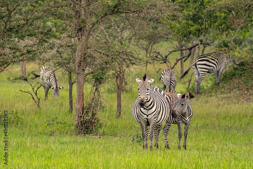 Burchells zebras (Equus quagga burchellii), Lake Mburo National Park, Uganda photo