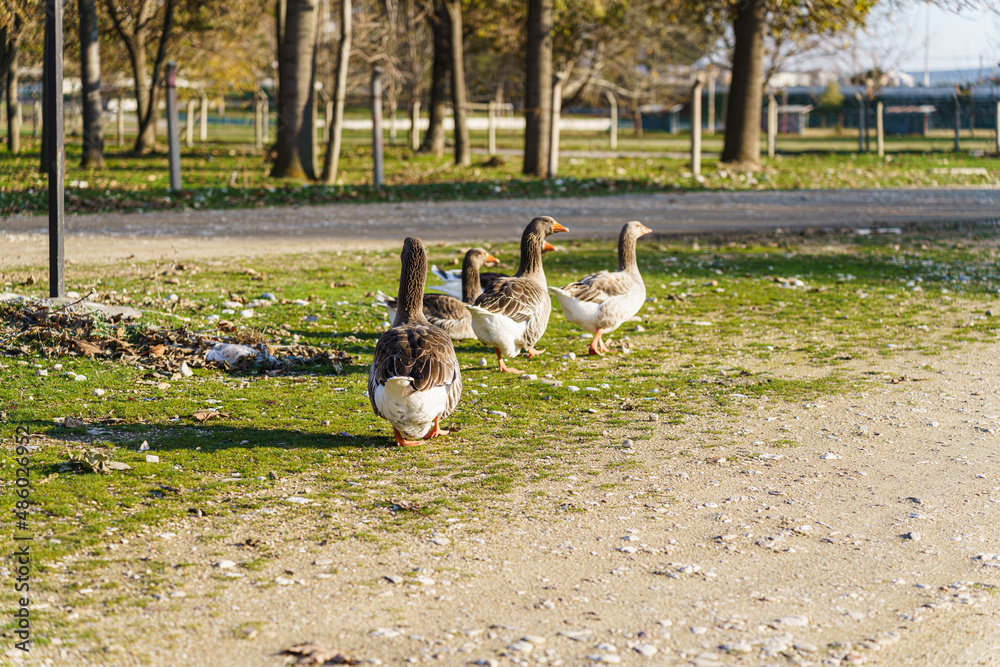 Fototapeta premium Geese
