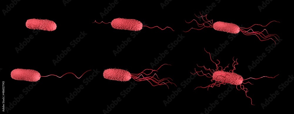 Flagella arrangement in bacteria: Monotrichous, Amphitrichous ...