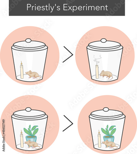 Priestley Experiment of Photosynthesis] vector ]illustra[tion photo