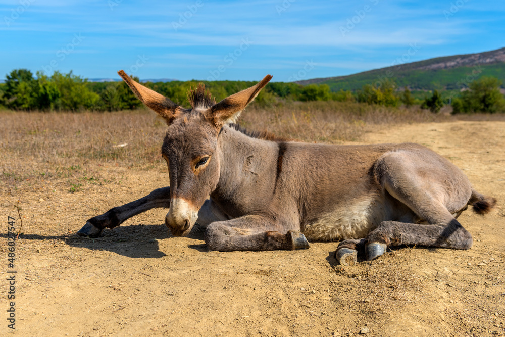 a young donkey in the summer in a field