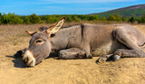 a young donkey in the summer in a field