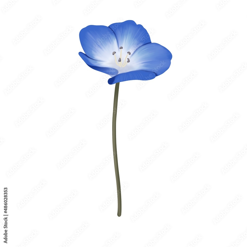 水彩風 鮮やかな青色のネモフィラの花一輪 線画なし Illyustraciya Stock Adobe Stock