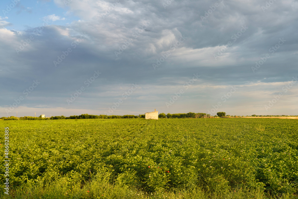 Rural landscape on Apulia between Bitonto and Conversano Rural landscape on Apulia between Bitonto and Conversano
