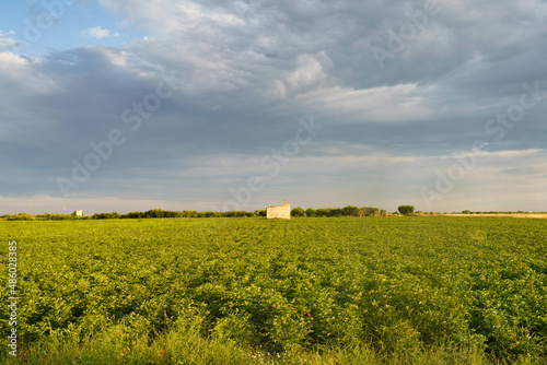 Rural landscape on Apulia between Bitonto and Conversano photo