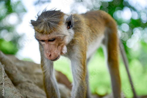 macaque    toque portrait