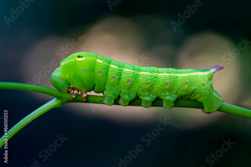 Beautiful green caterpillar creeps on a green plant in the garden