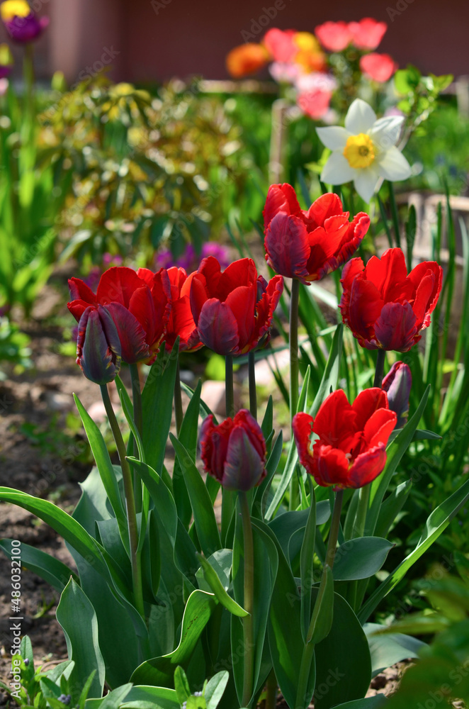 Blooming tulips in the garden. Blooming tulips in the garden.