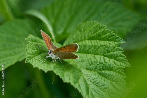 Weibchen vom Lilagold-Feuerfalter (Lycaena hippothoe)	 photo