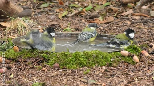 flock of tits