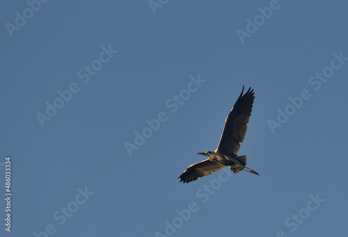 Grey heron in flight seen from below