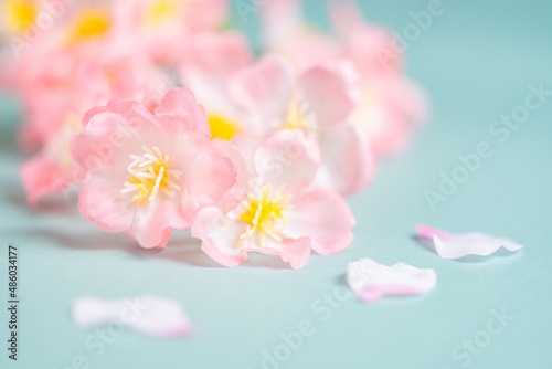 Cherry blossoms or sakura flowers on sky blue background  Spring or flora background  Nobody 