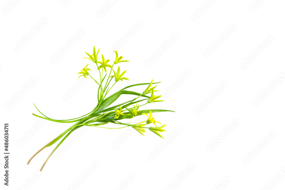 Fototapeta premium Yellow Gagea lutea flowers for spring postcard