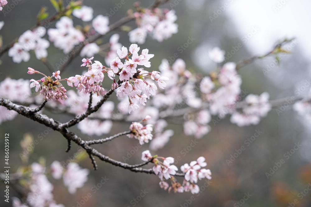Beautiful Yoshino Sakura Cherry Blossom is blooming with sprout in Alishan National Forest Recreation Area in Taiwan. Beautiful Yoshino Sakura Cherry Blossom is blooming with sprout in Alishan National Forest Recreation Area in Taiwan.