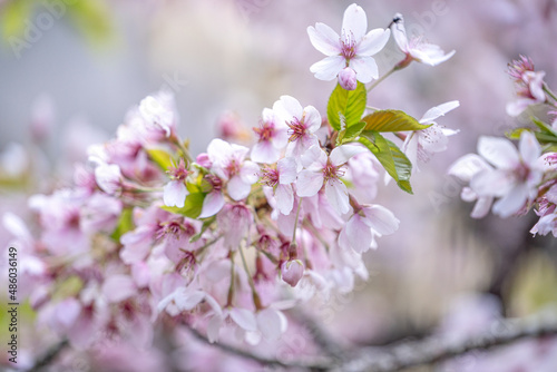Beautiful Yoshino Sakura Cherry Blossom is blooming with sprout in Alishan National Forest Recreation Area in Taiwan.