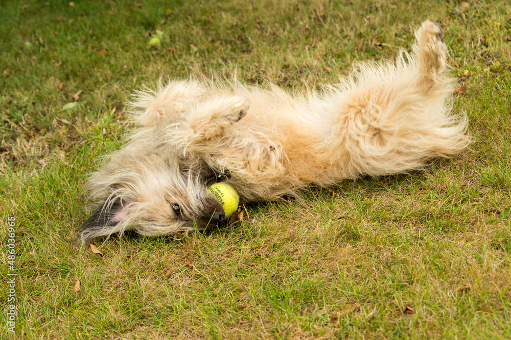 Petit chien de berger des Pyrénées de race labrit, se roulant sur le dos sur une pelouse avec une balle de tennis dans la bouche Petit chien de berger des Pyrénées de race labrit, se roulant sur le dos sur une pelouse avec une balle de tennis dans la bouche