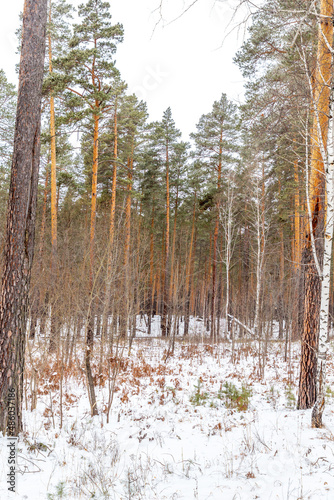 Winter landscape. Elovoe lake, Chelyabinsk region, Russia