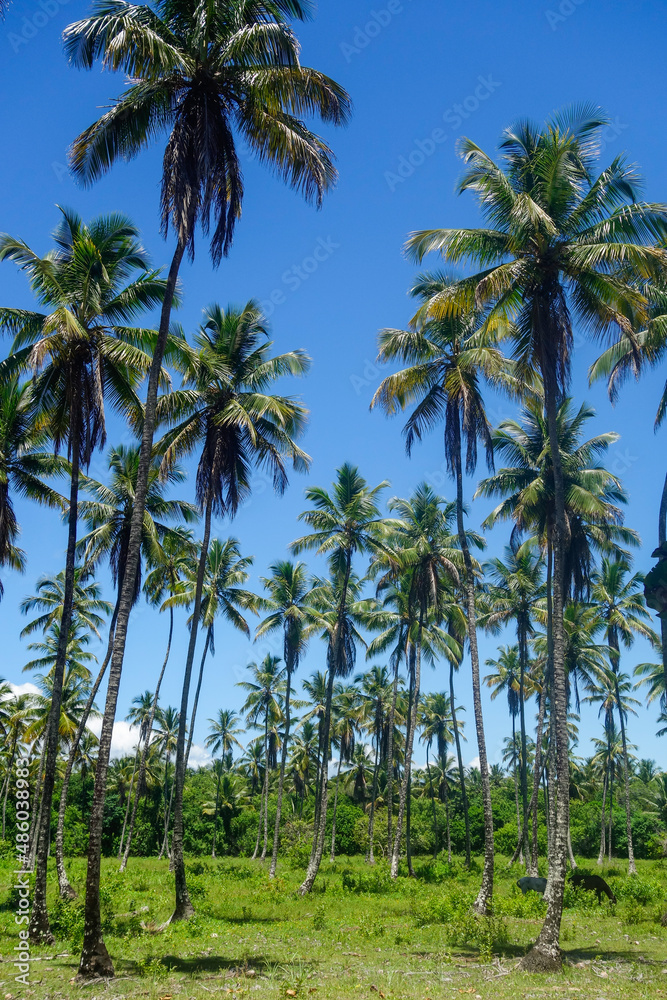 Naklejka premium forest of coconut palm trees under blue sky, low angle view
