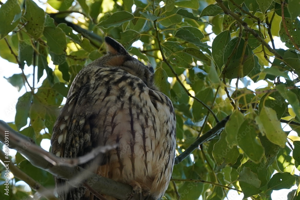 long eared owl on the branch long eared owl on the branch