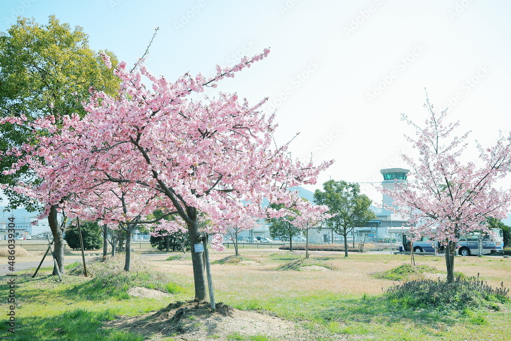 公園の河津桜 公園の河津桜