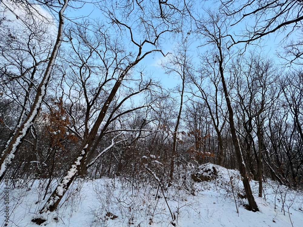 Fototapeta premium tree in the snow